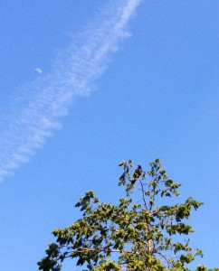烏と飛行機雲